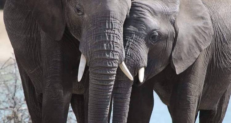 12 días Migración de los ñus - travesía del río Mara De la selva a la playa - Gilmag Safaris  6