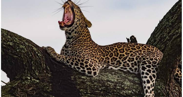 12 días Migración de los ñus - travesía del río Mara De la selva a la playa - Gilmag Safaris  2