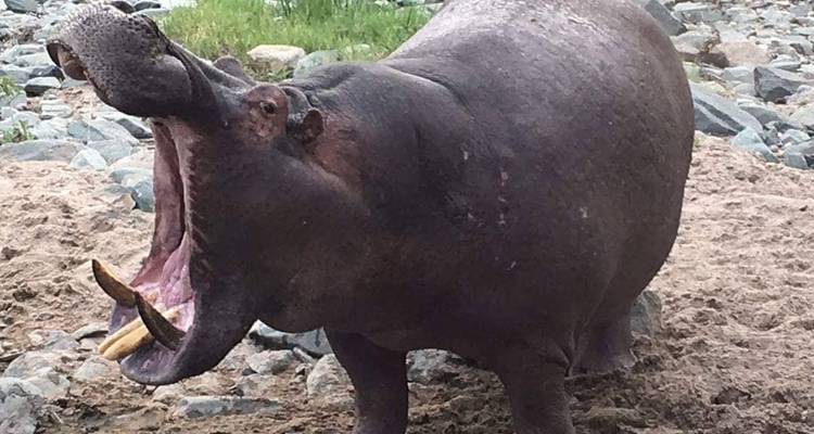 12 días Migración de los ñus - travesía del río Mara De la selva a la playa - Gilmag Safaris  4
