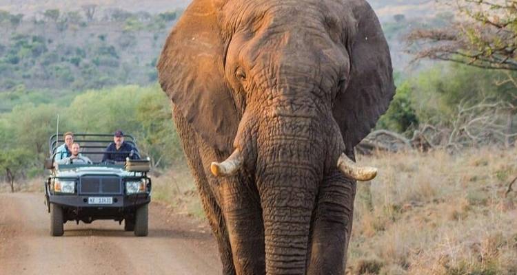 De Soweto à Pretoria & Pilanesberg - safari Big 5 - Amatungulu Tour 1