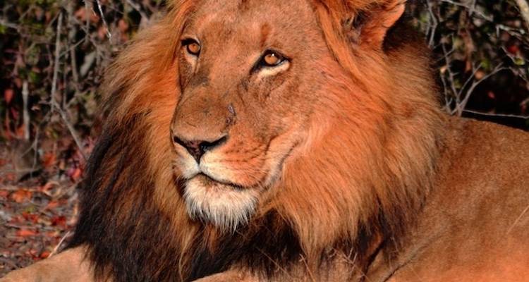 De Soweto à Pretoria & Pilanesberg - safari Big 5 - Amatungulu Tour 6