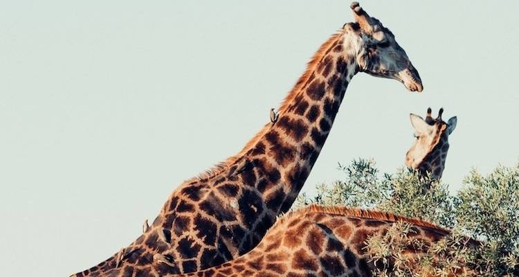 De Soweto à Pretoria & Pilanesberg - safari Big 5 - Amatungulu Tour 2