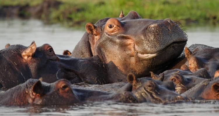 Etosha, Okavango et Chobe - 14 jours - On The Go Tours 4