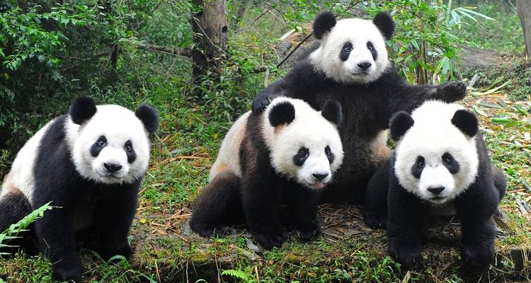 Aventura esencial en China - 22 días - On The Go Tours 6