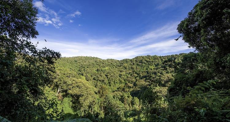 3Days Bwindi Mountain Gorilla Trekking Uganda Experience (en anglais) - Responsible Gorilla Trips 9