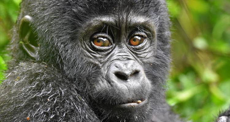 3Days Bwindi Mountain Gorilla Trekking Uganda Experience (en anglais) - Responsible Gorilla Trips 2