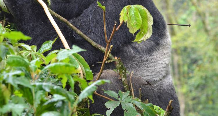 3Days Bwindi Mountain Gorilla Trekking Uganda Experience (en anglais) - Responsible Gorilla Trips 3