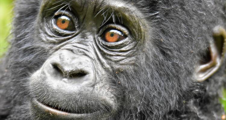 3Days Bwindi Mountain Gorilla Trekking Uganda Experience (en anglais) - Responsible Gorilla Trips 1