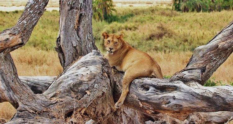 Six jours de safari culturel et animalier en Tanzanie - Jeep Safaris and Tours 3