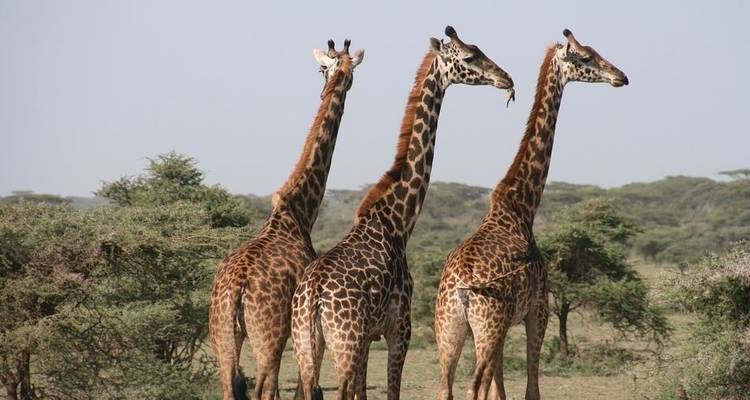 Six jours de safari culturel et animalier en Tanzanie - Jeep Safaris and Tours 1