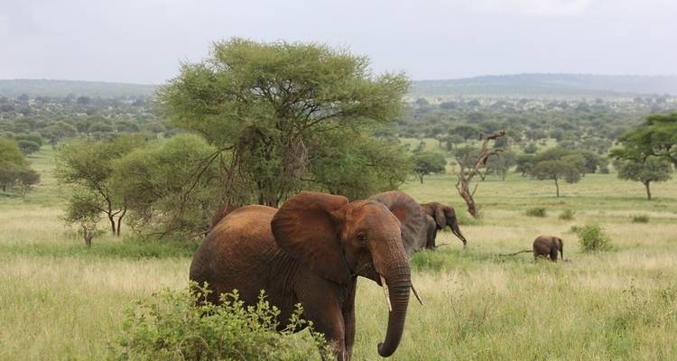 Matata Tanzania Safari - Circuit de 9 jours - Jeep Safaris and Tours 2