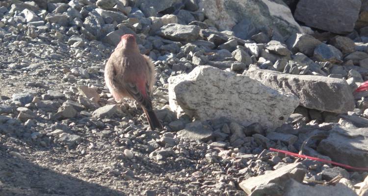 Everest Panorama Trek - 9 days - Mega Mount Treks and Expedition Pvt.Ltd.  3