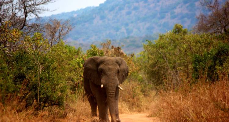 Safari dans le parc national de l'Akagera - 2 jours - Kawira Safaris Ltd 3