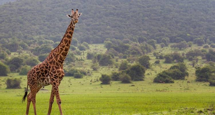 Safari dans le parc national de l'Akagera - 2 jours - Kawira Safaris Ltd 2
