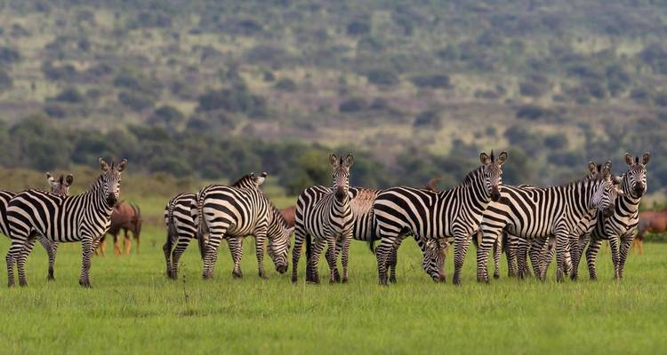 Safari dans le parc national de l'Akagera - 2 jours - Kawira Safaris Ltd 1
