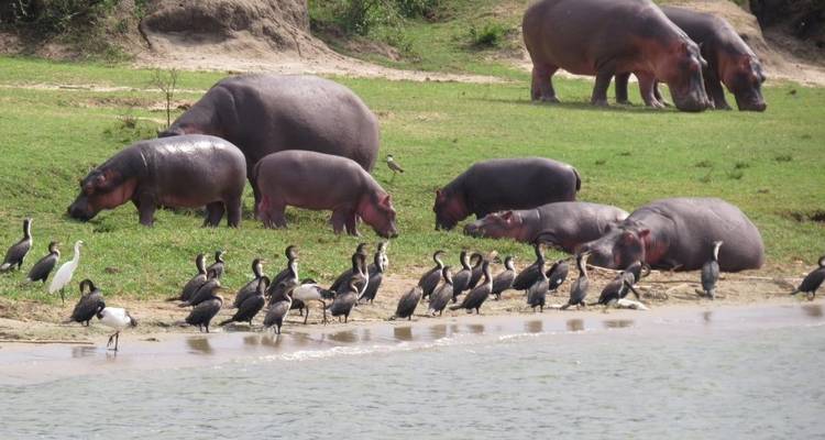 Safari dans le parc national de l'Akagera - 2 jours - Kawira Safaris Ltd 4