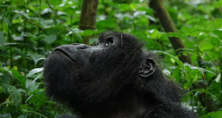 3 Days Gorilla trek from Kigali - Kawira Safaris Ltd 6