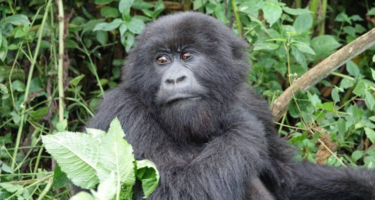 3 Days Gorilla trek from Kigali - Kawira Safaris Ltd 4