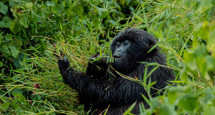 A gorilla sitting and eating vegetation.