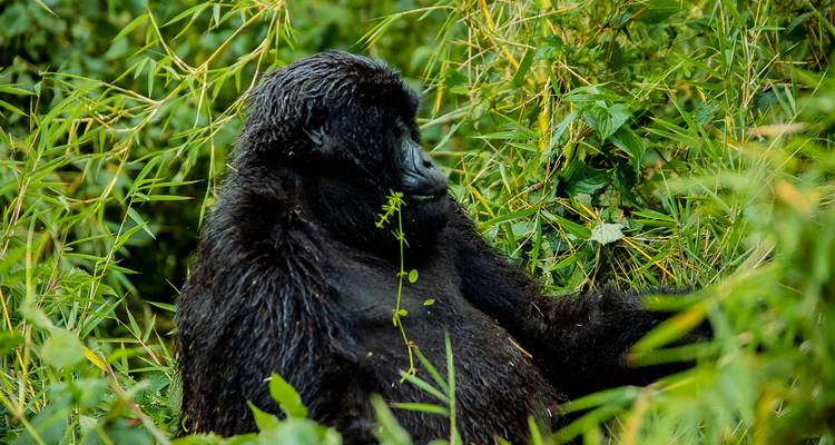 A gorilla sitting among lush green foliage.