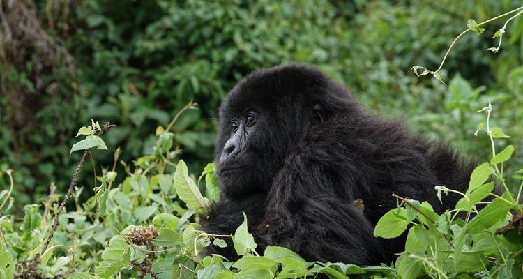 3 Days Gorilla trek from Kigali - Kawira Safaris Ltd 1