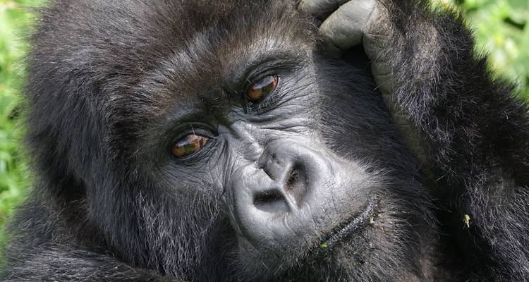 3 Days Gorilla trek from Kigali - Kawira Safaris Ltd 3