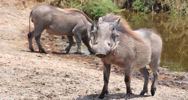 Safari combinado de 9 días en Kenia y Tanzania - Afrishare Trekking And Safaris 9