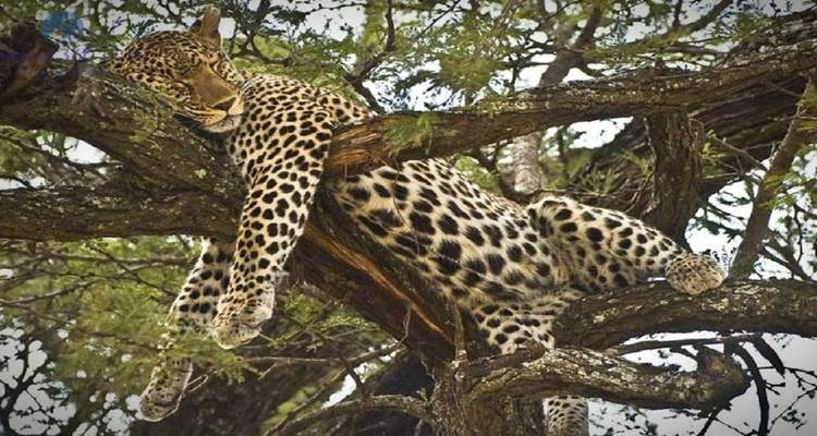 Safari combinado de 9 días en Kenia y Tanzania - Afrishare Trekking And Safaris 3