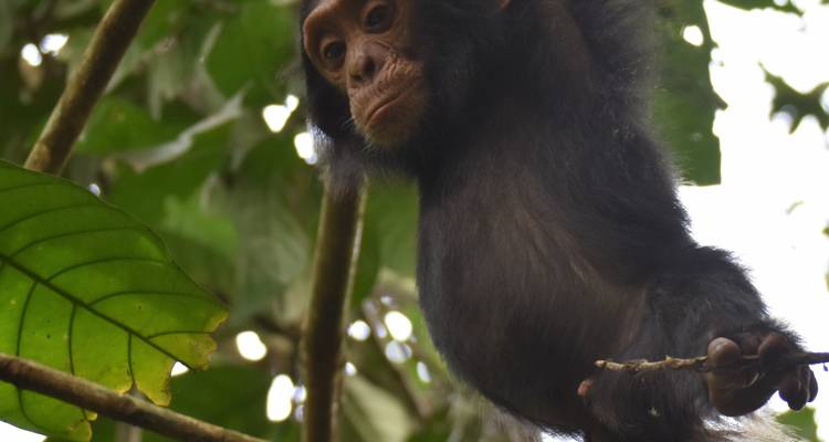 Queen Elizabeth Wildlife safari Uganda - Responsible Gorilla Trips 6