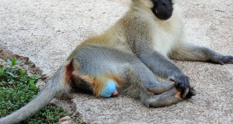 Queen Elizabeth Wildlife safari Uganda - Responsible Gorilla Trips 7