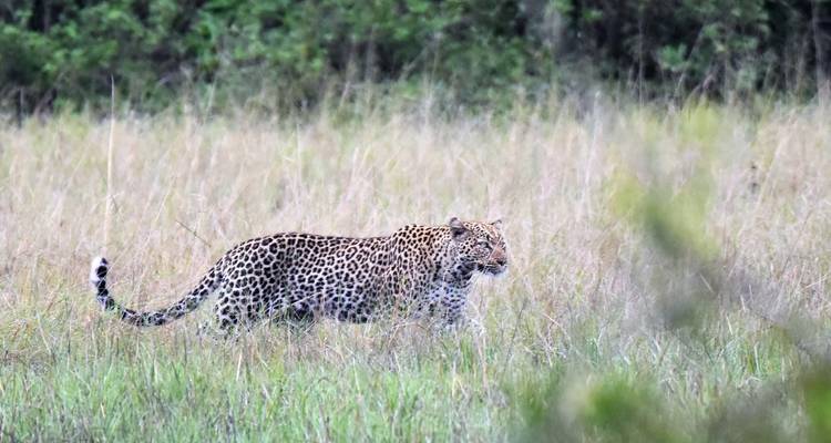 Queen Elizabeth Wildlife safari Uganda - Responsible Gorilla Trips 1