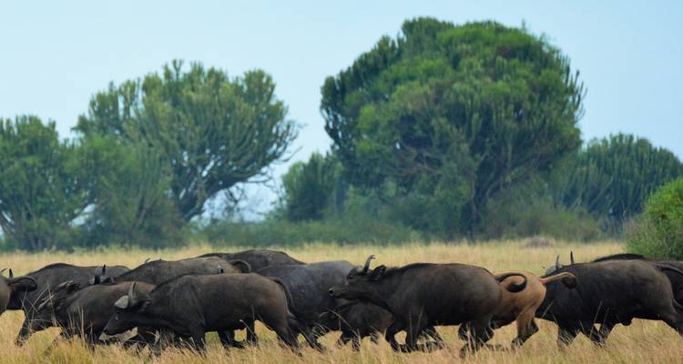 Queen Elizabeth Wildlife safari Uganda - Responsible Gorilla Trips 4