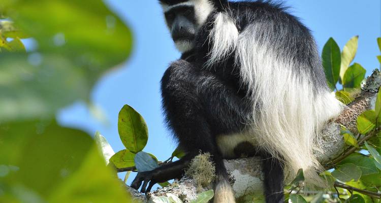 Queen Elizabeth Wildlife safari Uganda - Responsible Gorilla Trips 8