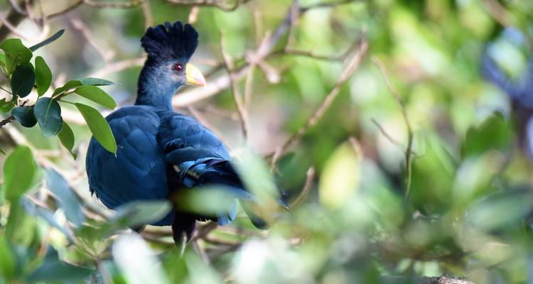 Mountain Gorillas Special, Lions and Chimpanzee Uganda Wildlife Safari - Responsible Gorilla Trips 9