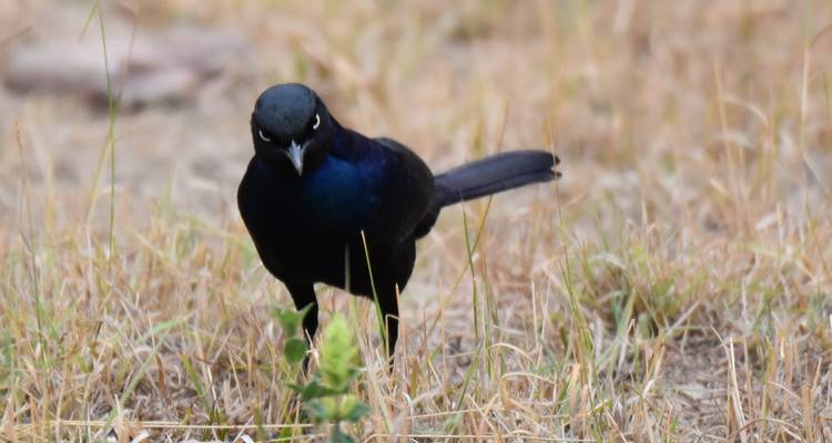 Mountain Gorillas Special, Lions and Chimpanzee Uganda Wildlife Safari - Responsible Gorilla Trips 4
