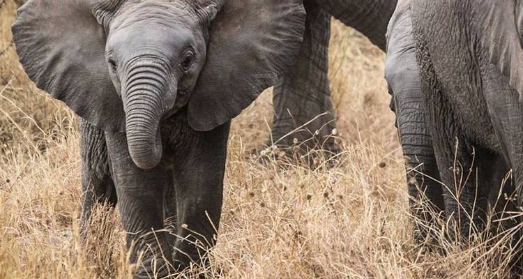 Safari de 5 jours en Tanzanie - Hébergement dans le Serengeti - Afrishare Trekking And Safaris 9
