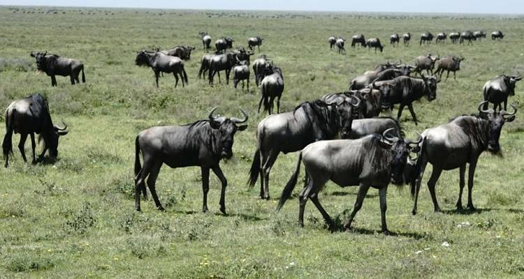 Safari de 5 jours en Tanzanie - Hébergement dans le Serengeti - Afrishare Trekking And Safaris 4