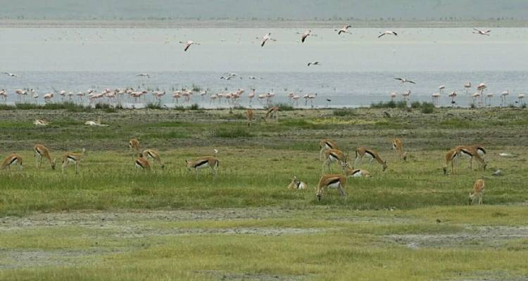 Safari de 5 jours en Tanzanie - Hébergement dans le Serengeti - Afrishare Trekking And Safaris 1