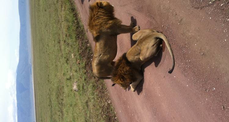 Safari de 5 jours en Tanzanie - Hébergement dans le Serengeti - Afrishare Trekking And Safaris 2
