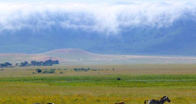 Safari migratorio de 6 días - Tanzania - Afrishare Trekking And Safaris 6