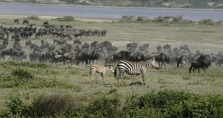 Safari migratorio de 6 días - Tanzania - Afrishare Trekking And Safaris 2