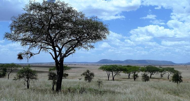 Safari migratorio de 6 días - Tanzania - Afrishare Trekking And Safaris 4