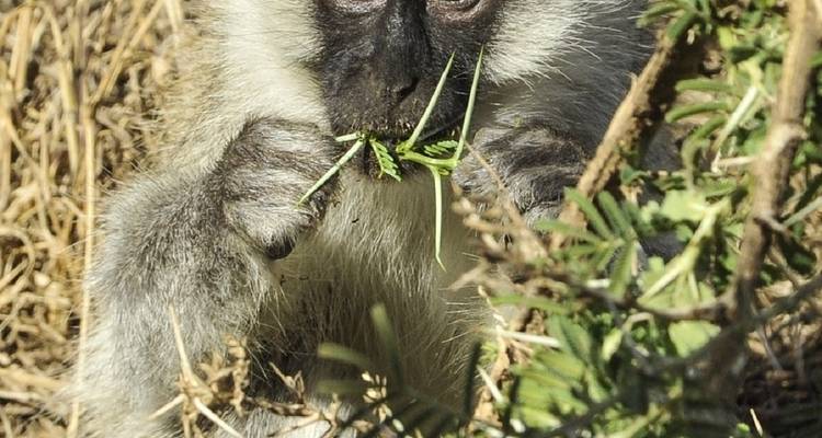 Safari migratorio de 6 días - Tanzania - Afrishare Trekking And Safaris 7