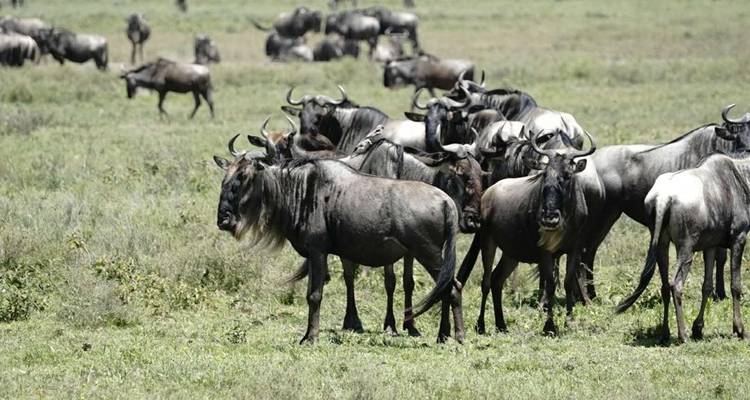 Safari de 3 días con alojamiento - Tarangire lago Manyara y cráter del Ngorongoro - Afrishare Trekking And Safaris 8