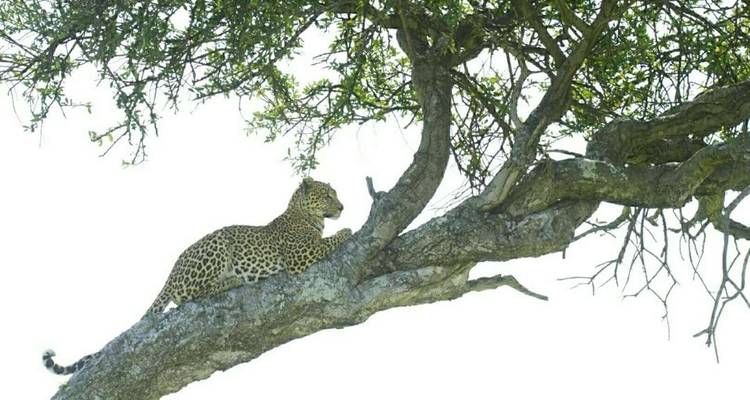Safari de 3 días con alojamiento - Tarangire lago Manyara y cráter del Ngorongoro - Afrishare Trekking And Safaris 2