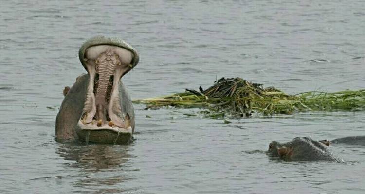 Safari de 3 días con alojamiento - Tarangire lago Manyara y cráter del Ngorongoro - Afrishare Trekking And Safaris 9