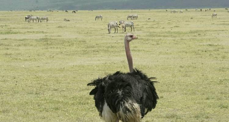 Safari de campamento de 3 días con los 5 grandes - Afrishare Trekking And Safaris 6