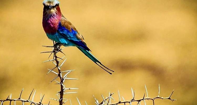 Safari de nueve días por Kenia y Tanzania - Jeep Safaris and Tours 4