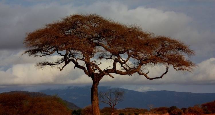 Safari de six jours au Kenya et en Tanzanie - Jeep Safaris and Tours 4