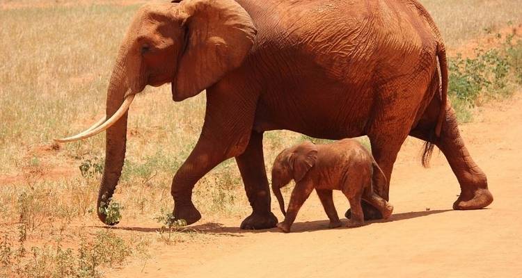 Safari de six jours au Kenya et en Tanzanie - Jeep Safaris and Tours 8